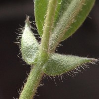 Crotalaria lejoloba Bartl.